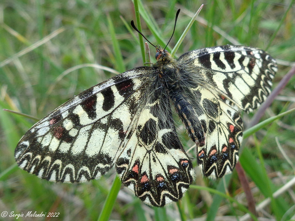 Zerinthia cassandra  (RA)